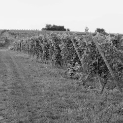 31 juillet | 17h00 – Ballade poétique dans les vignes